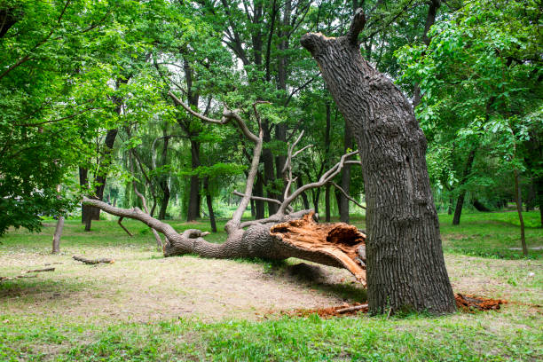 How Our Tree Care Process Works  in  Dale City, VA