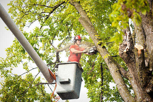 Best Tree Disease Treatment  in Dale City, VA